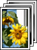 [09-sunflowers]