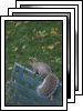 [10-squirrel]